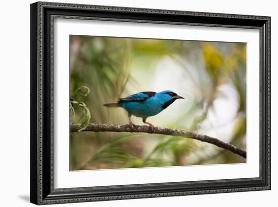 A Saira Bird Perches on a Tree in Ubatuba, Brazil-Alex Saberi-Framed Photographic Print