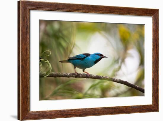 A Saira Bird Perches on a Tree in Ubatuba, Brazil-Alex Saberi-Framed Photographic Print