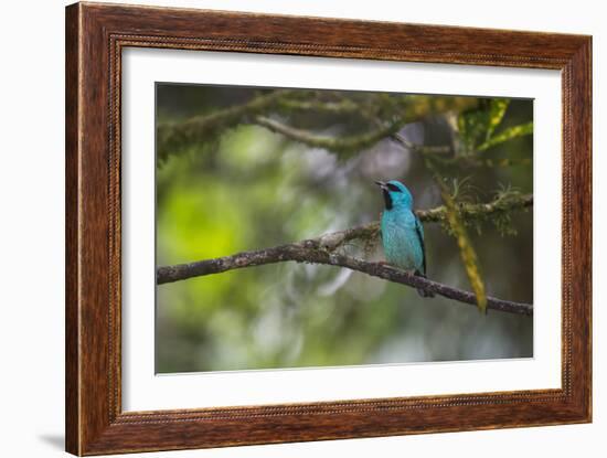 A Saira Bird Perches on a Tree in Ubatuba-Alex Saberi-Framed Photographic Print