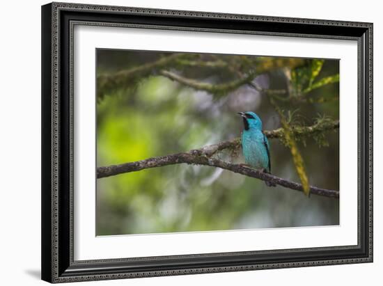 A Saira Bird Perches on a Tree in Ubatuba-Alex Saberi-Framed Photographic Print