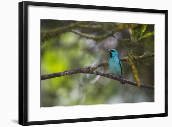 A Saira Bird Perches on a Tree in Ubatuba-Alex Saberi-Framed Photographic Print