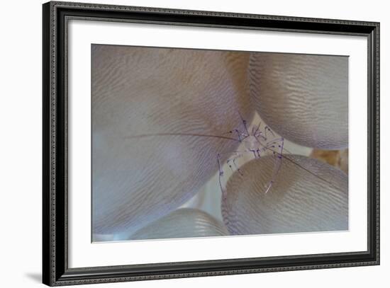 A Saltwater Shrimp Living on Bubble Coral in Lembeh Strait-Stocktrek Images-Framed Photographic Print