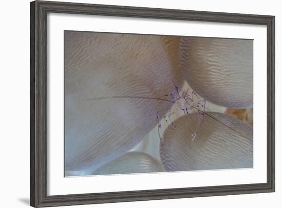 A Saltwater Shrimp Living on Bubble Coral in Lembeh Strait-Stocktrek Images-Framed Photographic Print