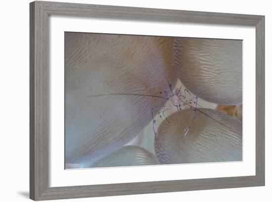 A Saltwater Shrimp Living on Bubble Coral in Lembeh Strait-Stocktrek Images-Framed Photographic Print