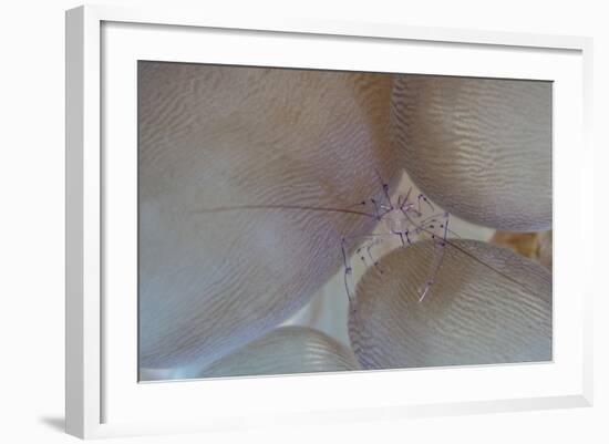 A Saltwater Shrimp Living on Bubble Coral in Lembeh Strait-Stocktrek Images-Framed Photographic Print