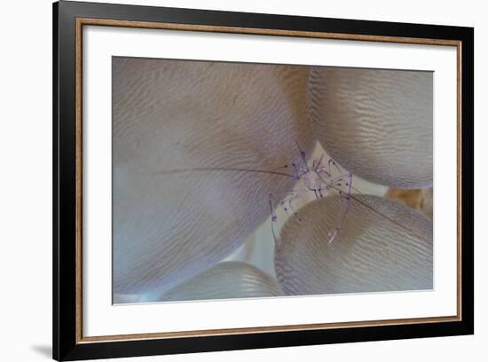 A Saltwater Shrimp Living on Bubble Coral in Lembeh Strait-Stocktrek Images-Framed Photographic Print