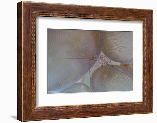 A Saltwater Shrimp Living on Bubble Coral in Lembeh Strait-Stocktrek Images-Framed Photographic Print