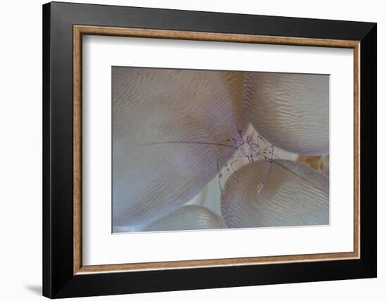 A Saltwater Shrimp Living on Bubble Coral in Lembeh Strait-Stocktrek Images-Framed Photographic Print