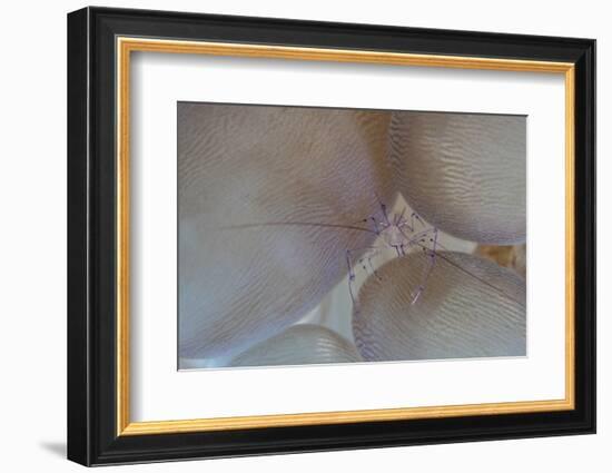 A Saltwater Shrimp Living on Bubble Coral in Lembeh Strait-Stocktrek Images-Framed Photographic Print