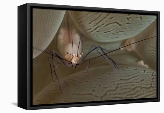 A Saltwater Shrimp on Bubble Coral-Stocktrek Images-Framed Premier Image Canvas