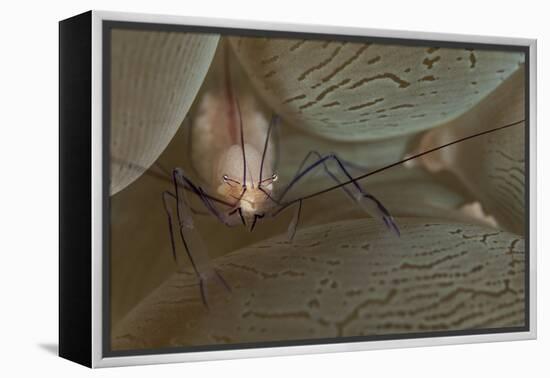 A Saltwater Shrimp on Bubble Coral-Stocktrek Images-Framed Premier Image Canvas