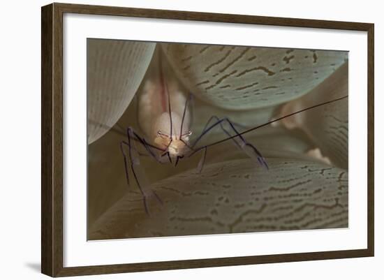 A Saltwater Shrimp on Bubble Coral-Stocktrek Images-Framed Photographic Print