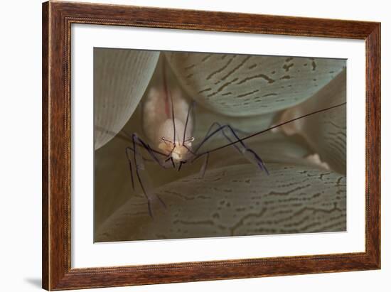 A Saltwater Shrimp on Bubble Coral-Stocktrek Images-Framed Photographic Print