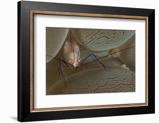 A Saltwater Shrimp on Bubble Coral-Stocktrek Images-Framed Photographic Print