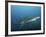 A Sand Tiger Shark Above a School of Cigar Minnows Off the Coast of North Carolina-Stocktrek Images-Framed Photographic Print