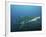 A Sand Tiger Shark Above a School of Cigar Minnows Off the Coast of North Carolina-Stocktrek Images-Framed Photographic Print