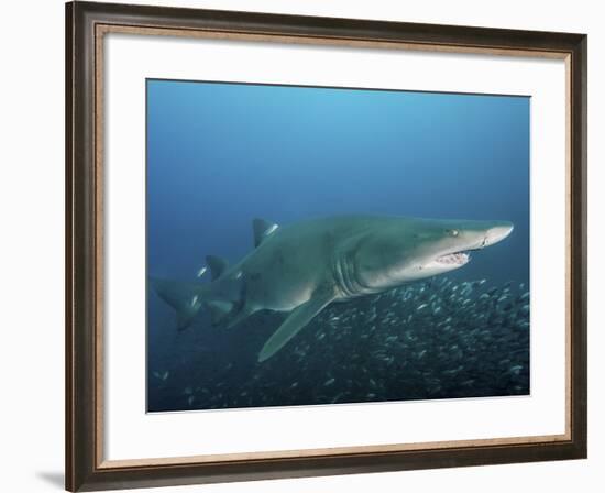 A Sand Tiger Shark Above a School of Cigar Minnows Off the Coast of North Carolina-Stocktrek Images-Framed Photographic Print