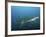 A Sand Tiger Shark Above a School of Cigar Minnows Off the Coast of North Carolina-Stocktrek Images-Framed Photographic Print