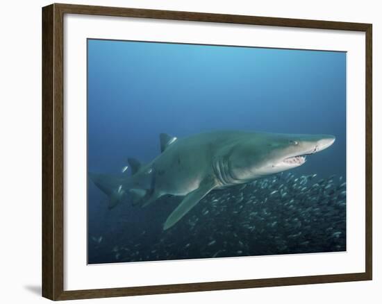A Sand Tiger Shark Above a School of Cigar Minnows Off the Coast of North Carolina-Stocktrek Images-Framed Photographic Print