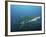 A Sand Tiger Shark Above a School of Cigar Minnows Off the Coast of North Carolina-Stocktrek Images-Framed Photographic Print