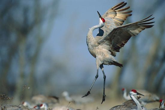 Sandhill Crane National Geographic >> A Sandhill Crane Leaps While Performing A Courtship Dance Sandhill Crane National Geographic >> A Sandhill Crane Leaps While Performing A Courtship Dance