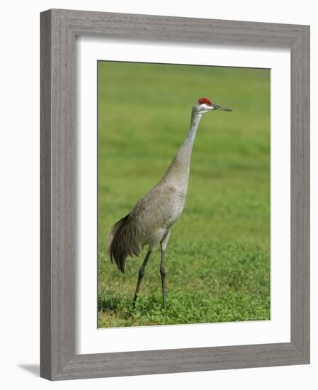 A Sandhill Crane, South Florida, USA-Roy Rainford-Framed Photographic Print