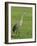 A Sandhill Crane, South Florida, USA-Roy Rainford-Framed Photographic Print