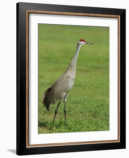 A Sandhill Crane, South Florida, USA-Roy Rainford-Framed Photographic Print