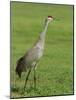 A Sandhill Crane, South Florida, USA-Roy Rainford-Mounted Photographic Print