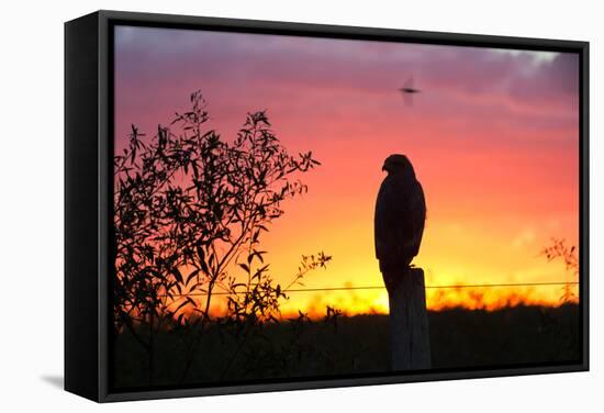 A Savanna Hawk, Buteogallus Meridionalis, Perching on a Fence Post-Alex Saberi-Framed Premier Image Canvas