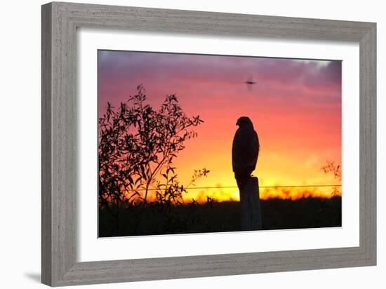 A Savanna Hawk, Buteogallus Meridionalis, Perching on a Fence Post-Alex Saberi-Framed Photographic Print