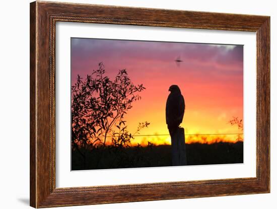 A Savanna Hawk, Buteogallus Meridionalis, Perching on a Fence Post-Alex Saberi-Framed Photographic Print