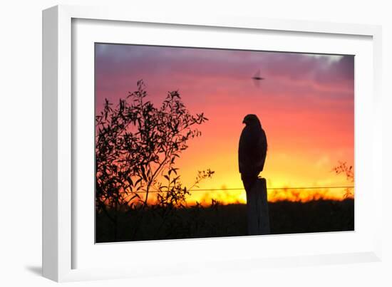 A Savanna Hawk, Buteogallus Meridionalis, Perching on a Fence Post-Alex Saberi-Framed Photographic Print