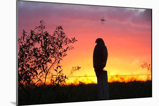 A Savanna Hawk, Buteogallus Meridionalis, Perching on a Fence Post-Alex Saberi-Mounted Photographic Print