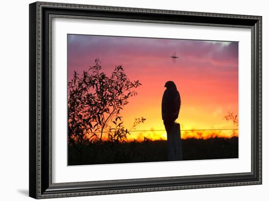 A Savanna Hawk, Buteogallus Meridionalis, Perching on a Fence Post-Alex Saberi-Framed Photographic Print