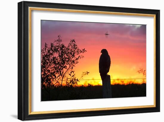 A Savanna Hawk, Buteogallus Meridionalis, Perching on a Fence Post-Alex Saberi-Framed Photographic Print