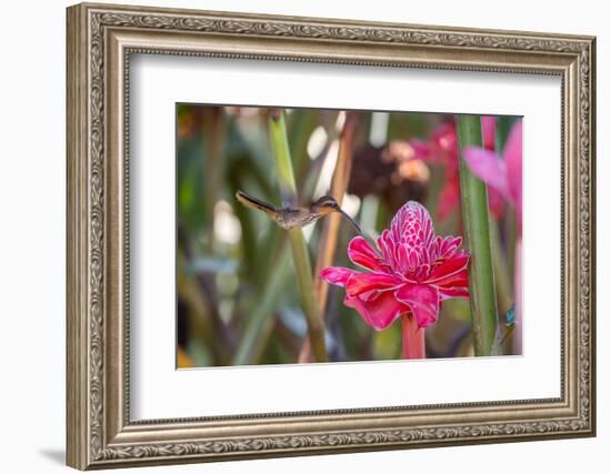 A Saw-Billed Hermit Bird Feeds from a Red Ginger Plant Flower in the Atlantic Rainforest-Alex Saberi-Framed Photographic Print