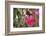 A Saw-Billed Hermit Bird Feeds from a Red Ginger Plant Flower in the Atlantic Rainforest-Alex Saberi-Framed Photographic Print