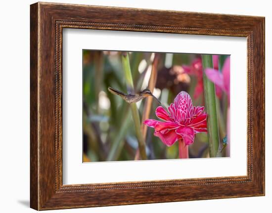 A Saw-Billed Hermit Bird Feeds from a Red Ginger Plant Flower in the Atlantic Rainforest-Alex Saberi-Framed Photographic Print