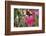 A Saw-Billed Hermit Bird Feeds from a Red Ginger Plant Flower in the Atlantic Rainforest-Alex Saberi-Framed Photographic Print