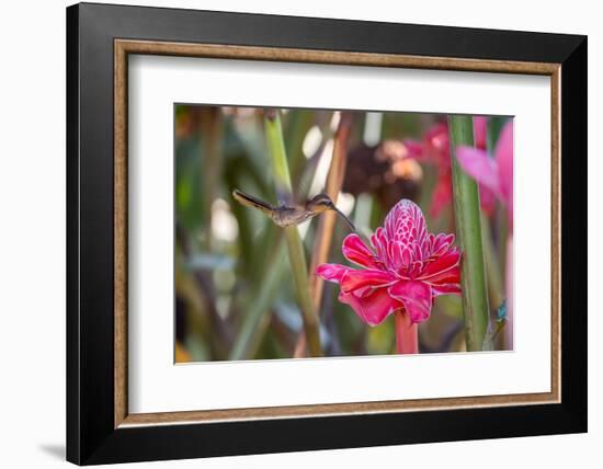 A Saw-Billed Hermit Bird Feeds from a Red Ginger Plant Flower in the Atlantic Rainforest-Alex Saberi-Framed Photographic Print