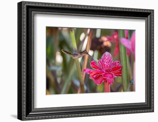 A Saw-Billed Hermit Bird Feeds from a Red Ginger Plant Flower in the Atlantic Rainforest-Alex Saberi-Framed Photographic Print