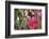 A Saw-Billed Hermit Bird Feeds from a Red Ginger Plant Flower in the Atlantic Rainforest-Alex Saberi-Framed Photographic Print