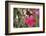 A Saw-Billed Hermit Bird Feeds from a Red Ginger Plant Flower in the Atlantic Rainforest-Alex Saberi-Framed Photographic Print