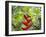 A Saw-Billed Hermit Feeds Off a Bromelia in Ubatuba, Brazil-Alex Saberi-Framed Photographic Print