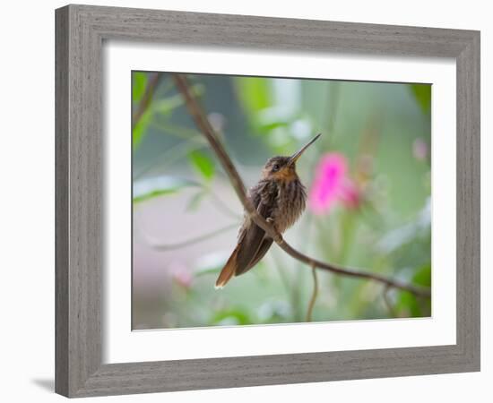 A Saw-Billed Hermit Perches on a Tree Branch in the Atlantic Rainforest-Alex Saberi-Framed Photographic Print