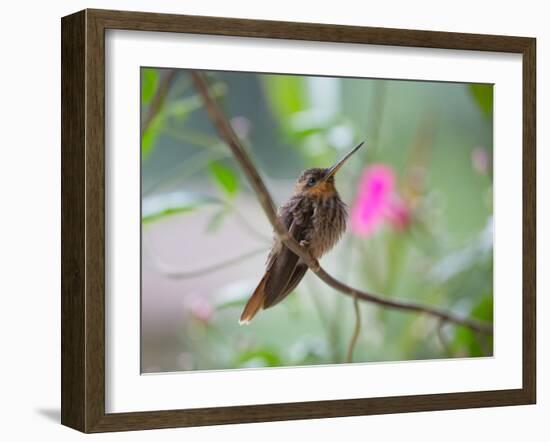 A Saw-Billed Hermit Perches on a Tree Branch in the Atlantic Rainforest-Alex Saberi-Framed Photographic Print