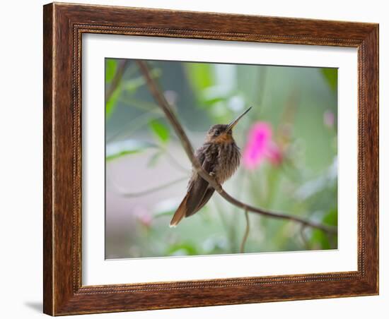 A Saw-Billed Hermit Perches on a Tree Branch in the Atlantic Rainforest-Alex Saberi-Framed Photographic Print