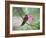 A Saw-Billed Hermit Perches on a Tree Branch in the Atlantic Rainforest-Alex Saberi-Framed Photographic Print