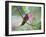A Saw-Billed Hermit Perches on a Tree Branch in the Atlantic Rainforest-Alex Saberi-Framed Photographic Print